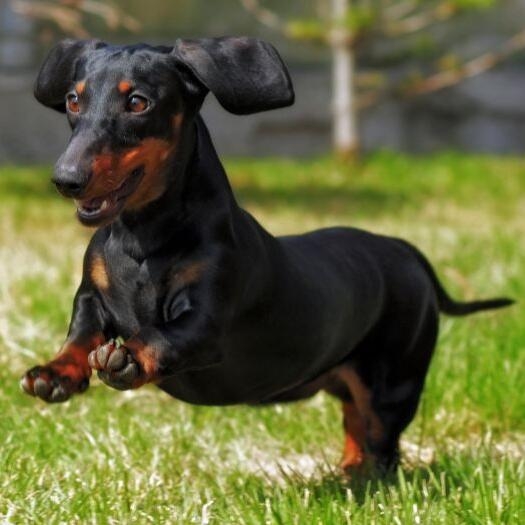 Dachshund (Miniature Smooth Haired) Dog Breed | Purina